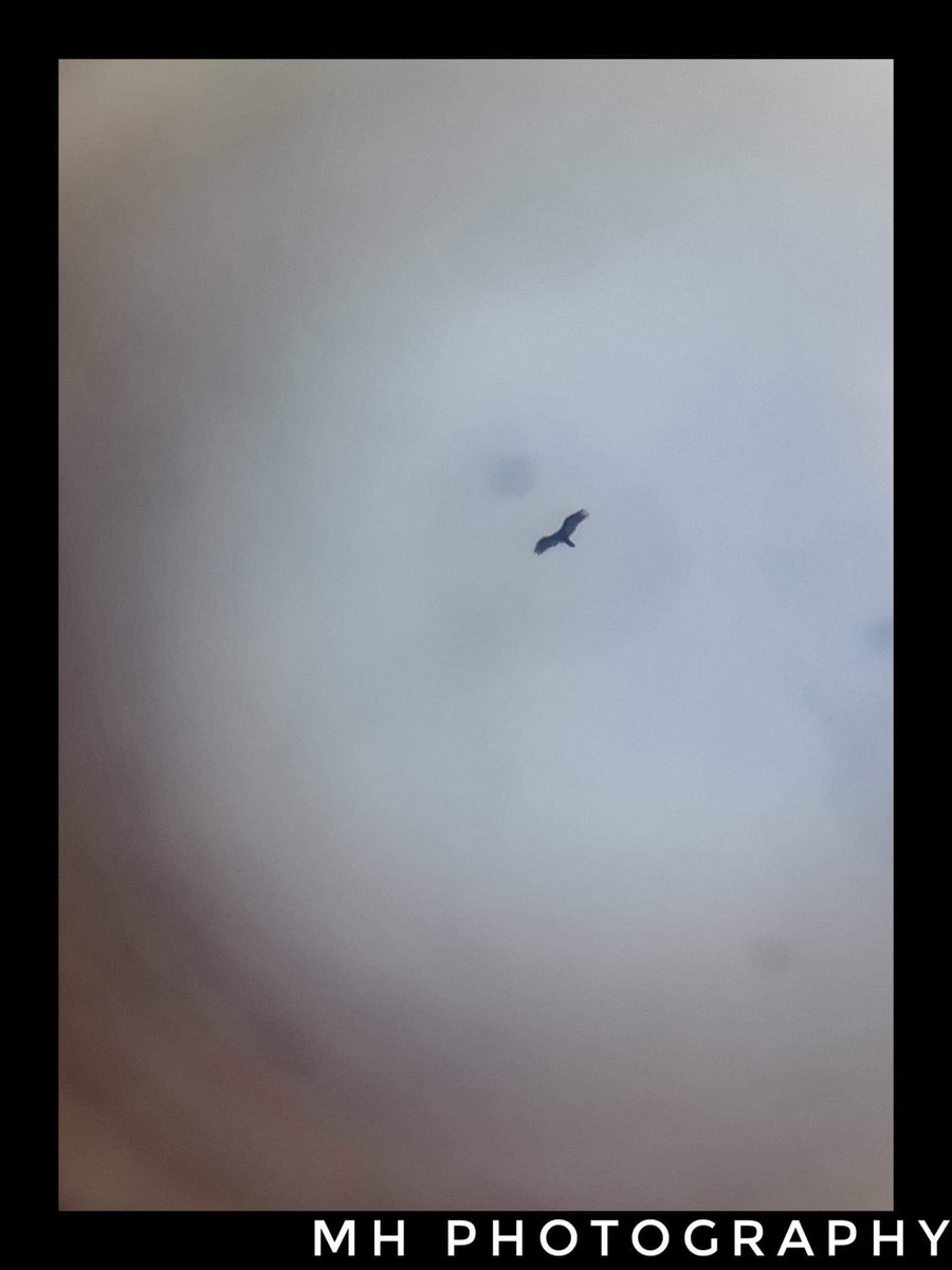 Turkey Vulture (Northern) 8/5/18