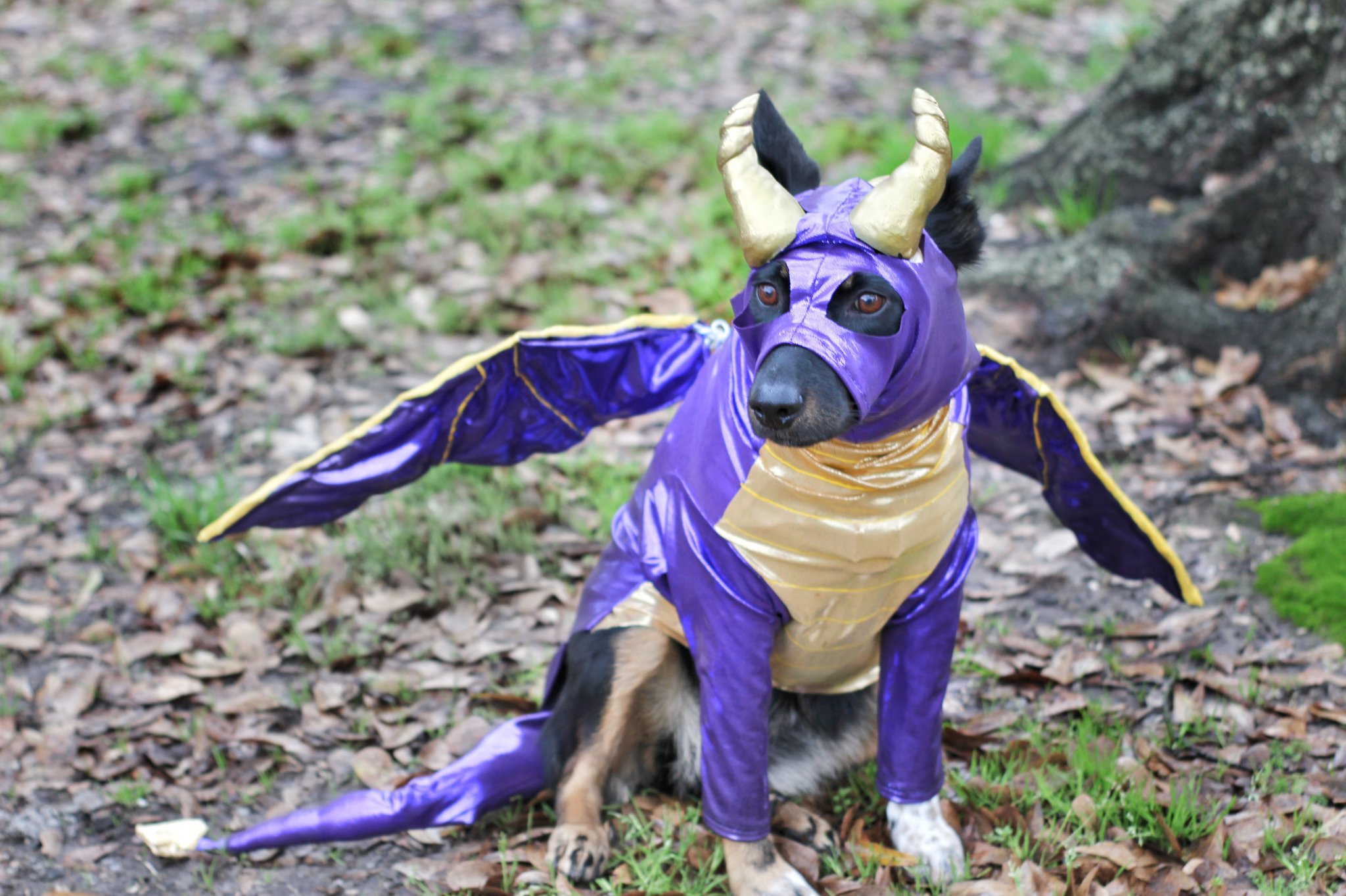 Spyro clearance dog costume