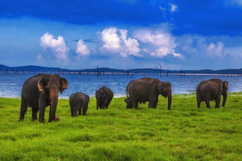 classytours's tweet image. Lanka Classy Tours offers an array of enticing Tour packages in Sri Lanka srilankaclassytours.com to get the latest offers for your next Luxury holiday in Sri Lanka.
#luxurytravel #destinations #luxurytrip #holiday #luxuryholiday #travellers #travel #tourism #wanderlust