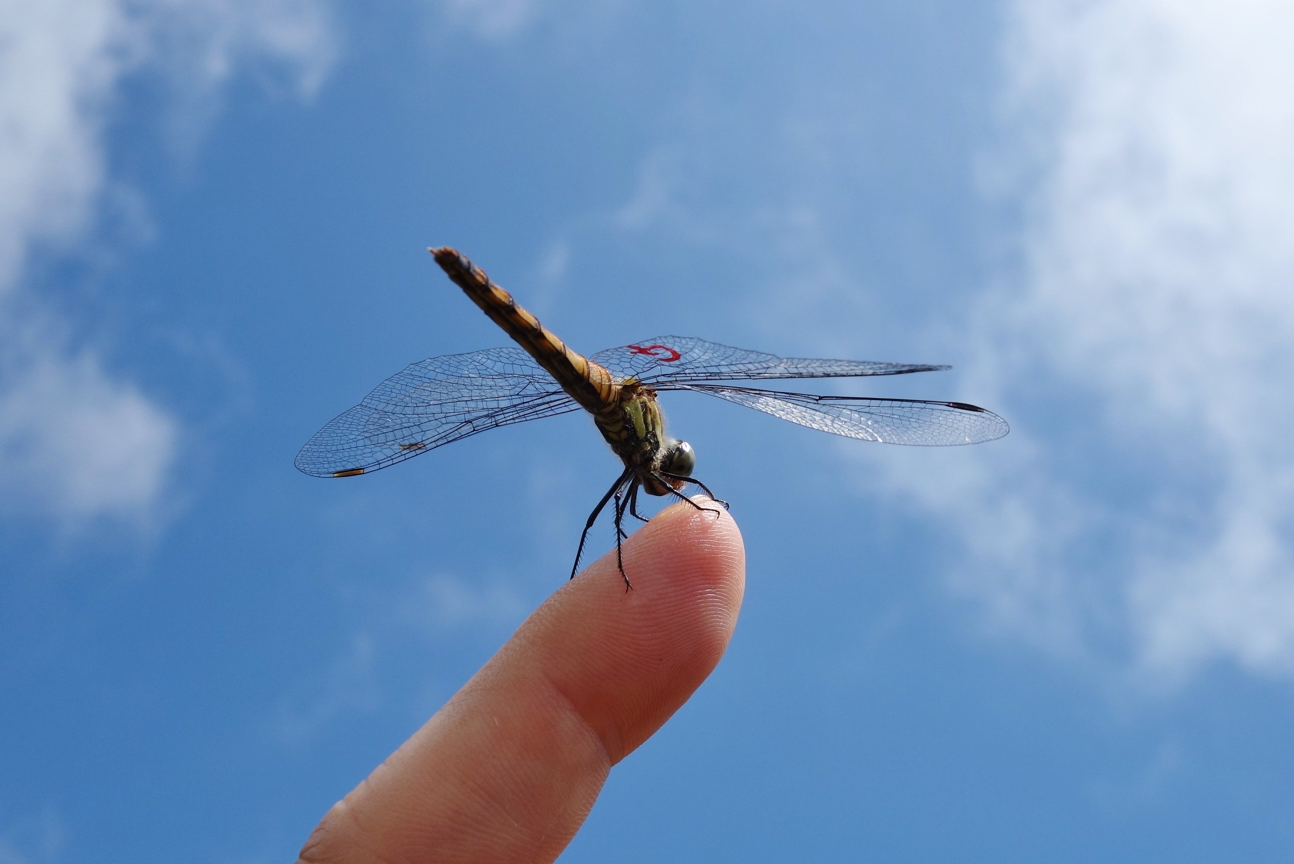 御在所ロープウエイ公式 羽にｇマークのついたあかとんぼみ つけた 秋になったらどこへ飛んでいくのでしょう 福井県でみつかったこともあるんですよ 御在所 ロープウェイ あかとんぼ 夏休み アキアカネ T Co Kpyza9doa9 Twitter