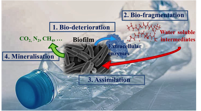 MedBiotechnol's tweet photo. #Microbiolgical biotechnology #Bioremediation #Microbial biodegradation https://t.co/oQV5uxT8jE