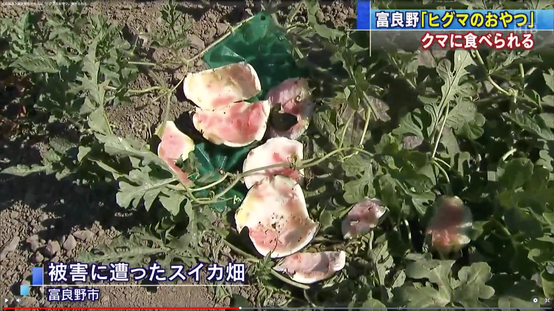名前の通りになっちゃったｗヒグマのおやつがヒグマに食べられる珍事件ｗｗｗ
