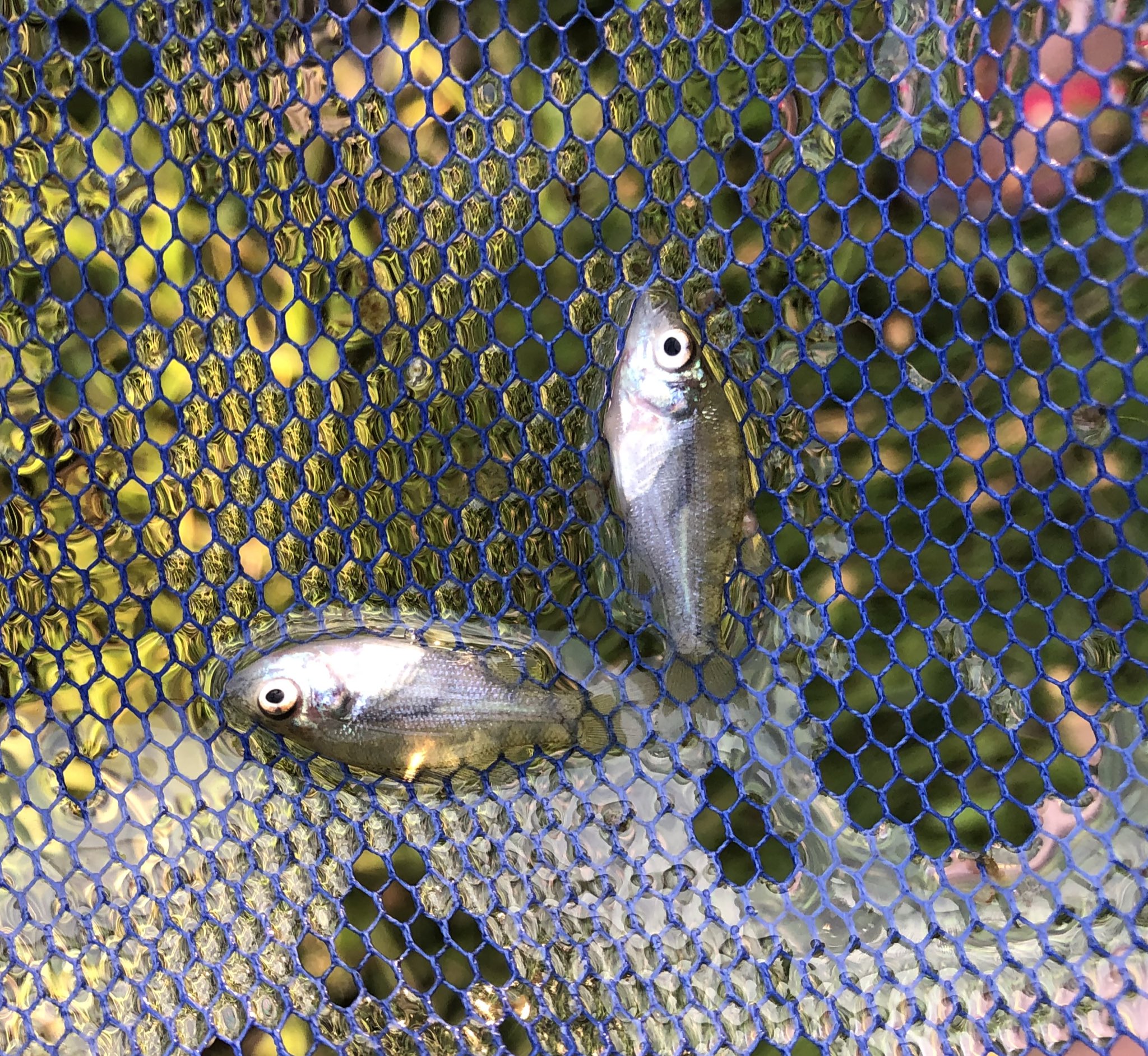 白四 Shiroyon Epfc Sur Twitter 日曜は佐鳴湖でガサガサ調査をしてきました 昔はタナゴやモロコが取れたのですが ブルーギルやブラックバスの稚魚ばかり あと大量のカニ