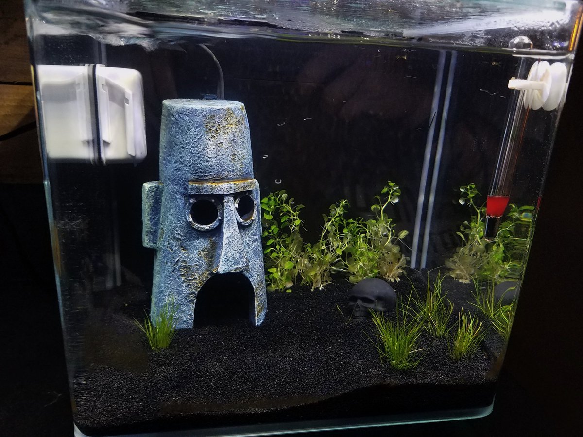 CoreyPotter23's tweet photo. Bikini Bottom https://t.co/Abod4dznLZ