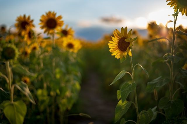 RCorsmeier's tweet image. The Sunflower. 
#cincishooters #igerscincinnati #imaginecapturecreate #sunflower #sunset #natorp #365cincinnati #ohiogram #mason #ohiofindithere #nature_good #nature_prefection #nature #usa_naturehippys #ig_captures_nature #natorp #local12 #cincyusa #raw… ift.tt/2vCOpwP