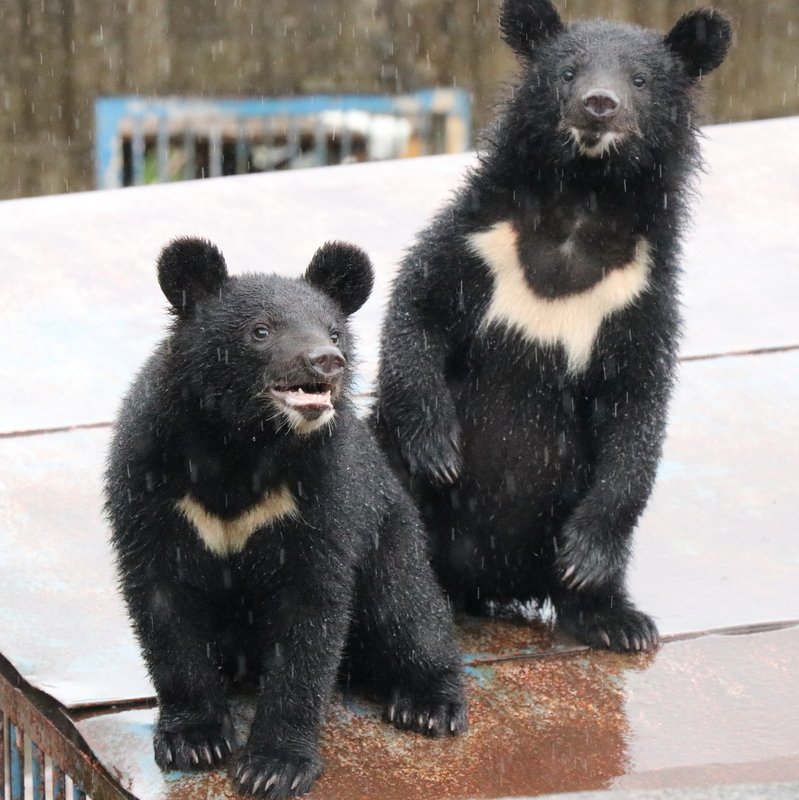 くろくま 今年生まれの子熊だいぶ大きくなってます。可愛い子熊のイメージはこの