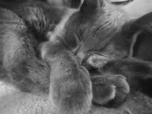 RussianBlueLuv's tweet photo. Russian Blue Frenzy - https://t.co/CjPKCBanXA https://t.co/2DHW91pHqF