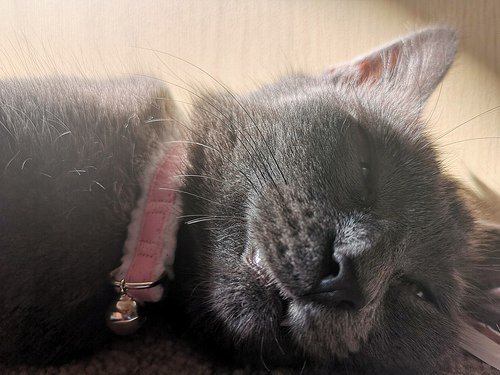 RussianBlueLuv's tweet photo. Russian Blue Frenzy - https://t.co/0XGfggO2BR https://t.co/NIFg9qz1Ic