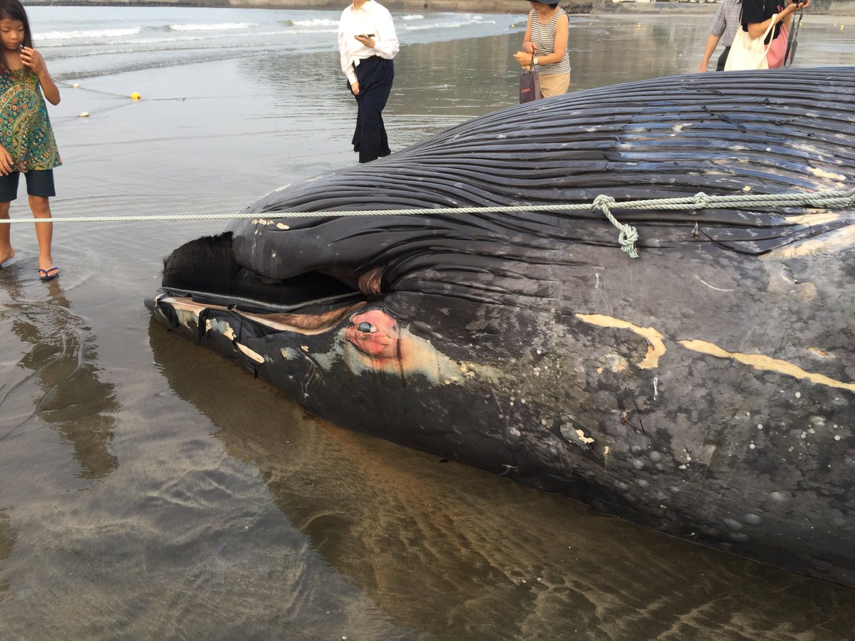 鎌倉に体長10メートル以上のシロナガスクジラが打ち上げられ海水浴客騒然 Togetter