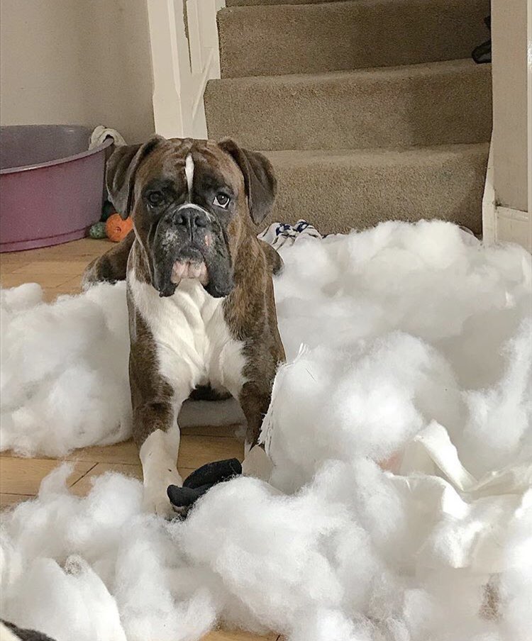 RTheboxer's tweet photo. This was another time I made some clouds out of the couch 😎😎 I think they are pretty impressive if I do say so myself 👌🏼 https://t.co/ixzKVm2PK0