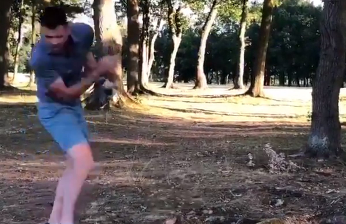 cricket.com.au tweet media