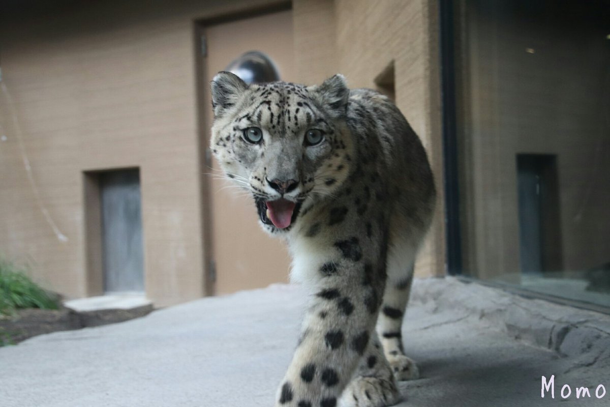 もも 円山動物園のユキヒョウのシジム かっこよくて かわいくて 美しい 特に瞳の色が好き 18年8月3日 円山動物園 ユキヒョウ