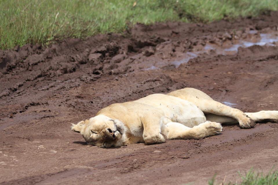 FinnUCC's tweet photo. Any other #FinnULions feel the need to nap in the cool mud halfway through their workout today?? #BeatTheHeat #LionAround #StayCool #NeedSleepy https://t.co/7HxXBA8vDN