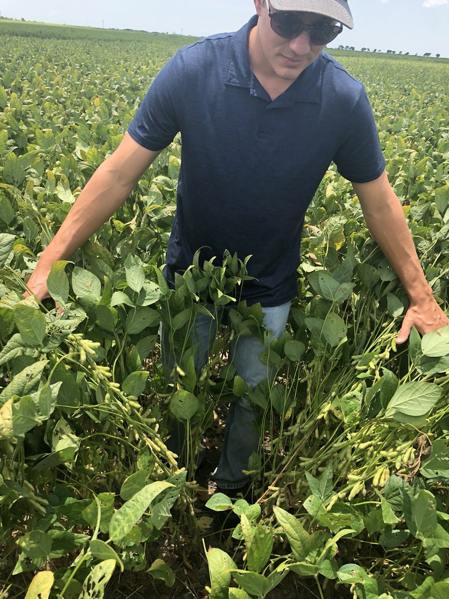 Great looking beans in south Texas! <a href="/NutrienCoasPlns/">Nutrien Ag Solutions-Coastal Plains</a> #soybeans