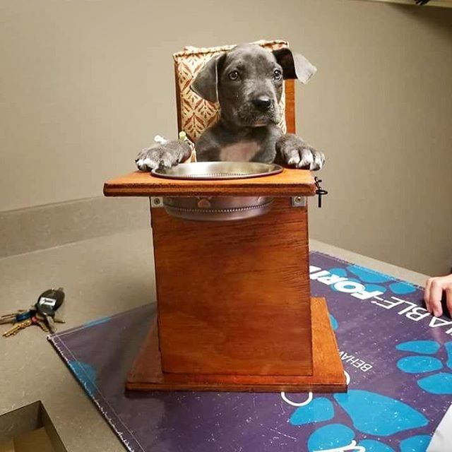 LazyGuyDIY's tweet photo. Holy cuteness overload! Check out this #baileychair Kelly built from my #freeplans on my website for their new #greatdanepuppy that has #canine #megaesophagus ๐ This pup now gets a chance to eat and grow! #petproject #diypet #dogproject #lazyguydiy https://t.co/uc6HLK7ZPv https://t.co/kKTgxpDHli