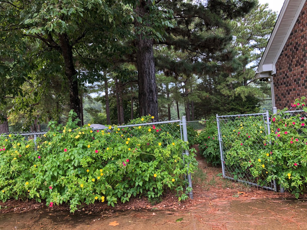 DumasDonah's tweet image. Afternoon rain on our four o’clocks ⁦@NBC6Weather⁩ #localview