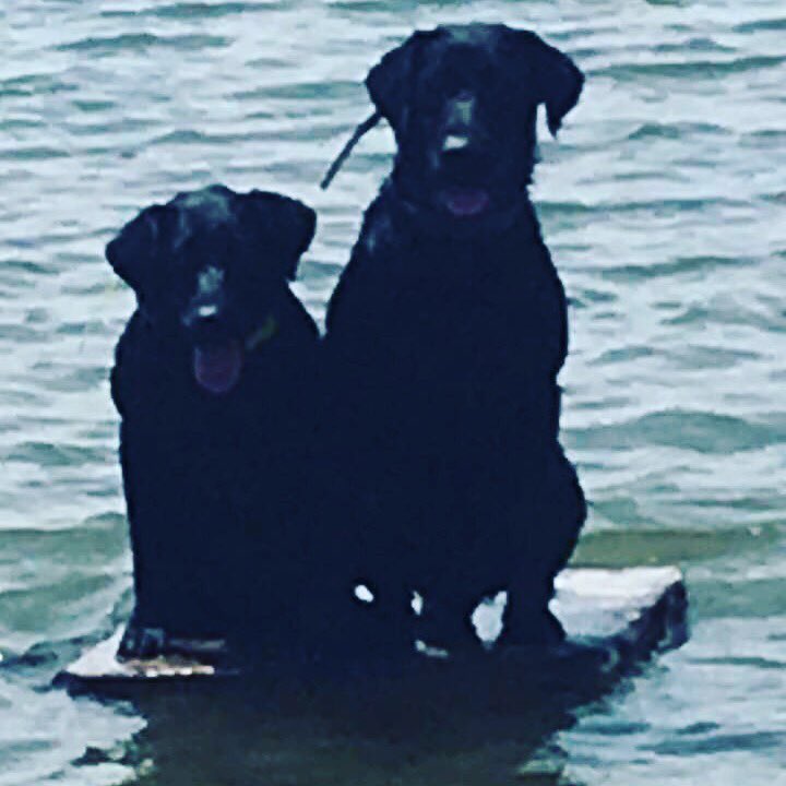 FowlMasters's tweet photo. Working off the stand! Layla and Major! #trainingbuddies https://t.co/mDHaMrrXWT