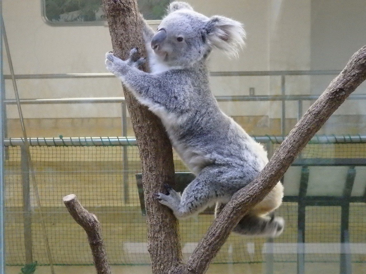 鹿児島市平川動物公園 コアラの後肢の指のヒミツ 指は全部で5本です しかし人間はもちろんネコやイヌとも異なります 第二指 人差し指 と第三指 中指 が根元で繋がっているのですが この指の爪を使って毛づくろいを行います コアラのヒミツ 平川動物