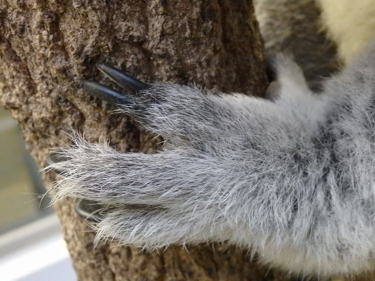 ট ইট র 鹿児島市平川動物公園 コアラの後肢の指のヒミツ 指は全部で5本です しかし人間はもちろんネコやイヌとも異なります 第二指 人差し指 と第三指 中指 が根元で繋がっているのですが この指の爪を使って毛づくろいを行います コアラのヒミツ 平川