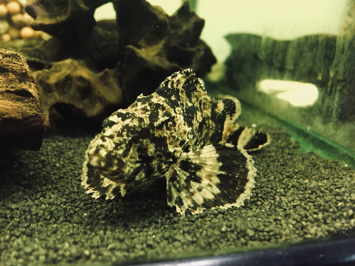 ユニアク にょろにょろ部 オーストラリア淡水カサゴ 外見はまんまカサゴにしか見えませんが 分類学的にはハオコゼ亜科に属するようです 一属一種 元々海水魚は詳しくないんですが コイツを仕入れてから色々勉強してます ユニアク にょろにょろ部 オーストラリア淡水カサゴ 外見はまんまカサゴにしか見えませんが 分類学的にはハオコゼ亜科に属するようです 一属一種 元々海水魚は詳しくないんですが コイツを仕入れてから色々勉強してます