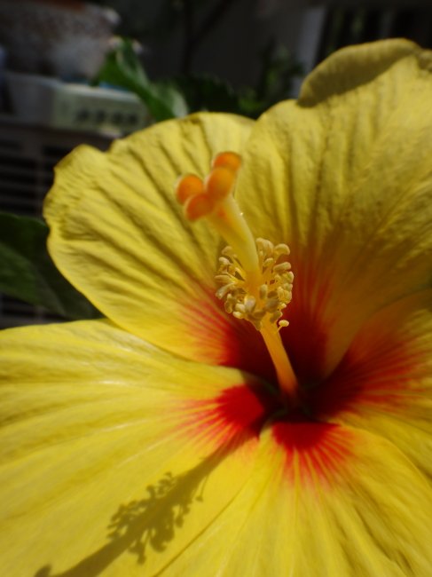 アトリエサハラ V Twitter 今日も暑いですね 黄色いハイビスカス咲きました 花 ハイビスカス 夏 南国の花 Yellow アトリエサハラ V Twitter 今日も暑いですね 黄色いハイビスカス咲きました 花 ハイビスカス 夏 南国の花 Yellow