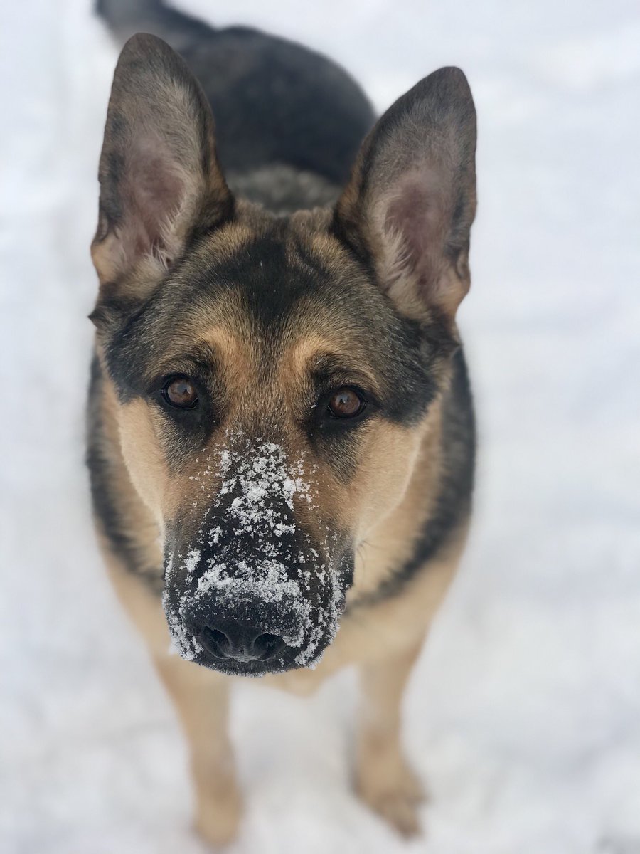 bkennnnn's tweet photo. @lustrelux my gsd 💙💙 ur welcome https://t.co/UqTe7TR4ai