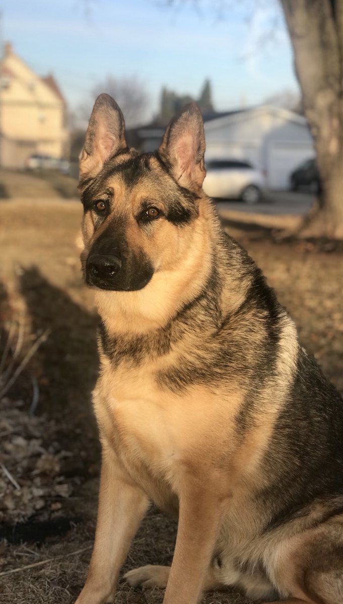 bkennnnn's tweet photo. @lustrelux my gsd 💙💙 ur welcome https://t.co/UqTe7TR4ai