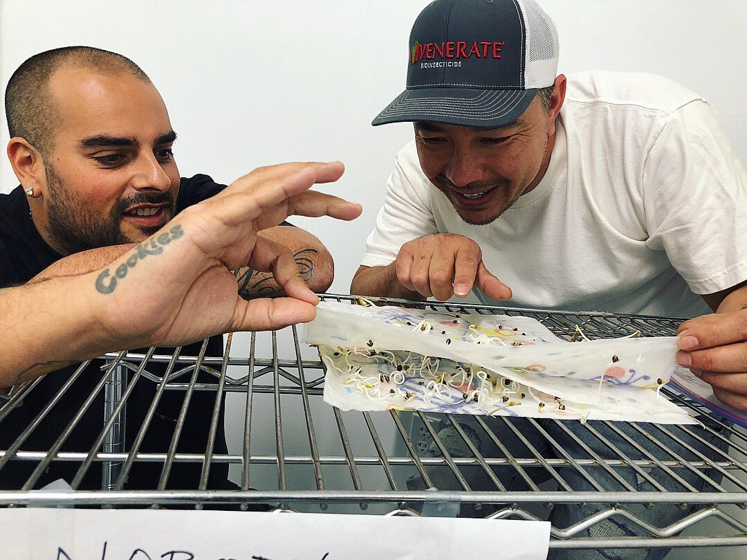 Berner on Twitter "Breed ! cookies