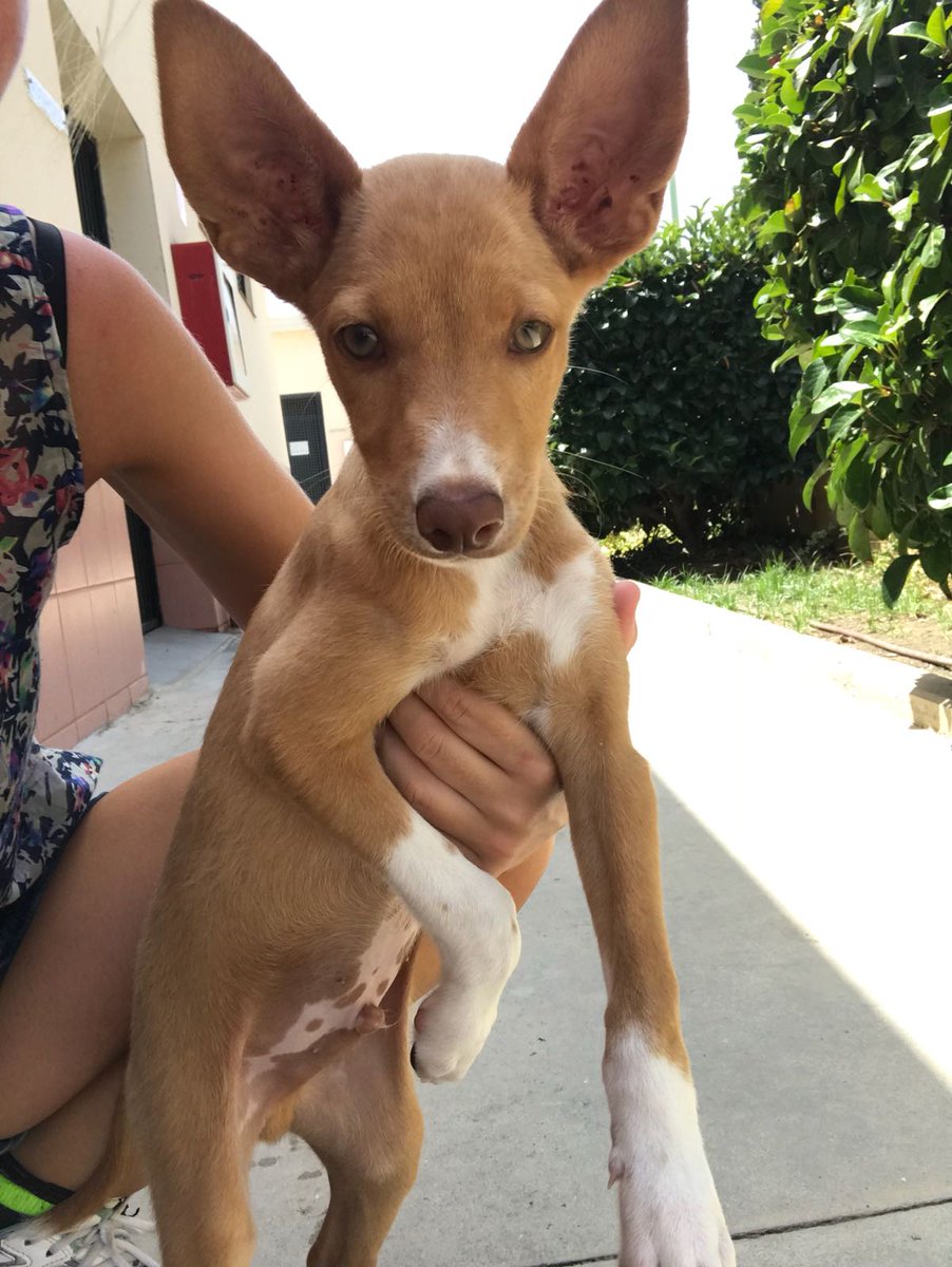perrosdemalaga's tweet photo. Ayyyyy nuestro Coco...nos tiene locos! Esta monada tiene 3 mesecitos y busca familia responsable, conoces alguna que pueda estar interesada? #perros #cachorro #Malaga https://t.co/DpcWl38T02