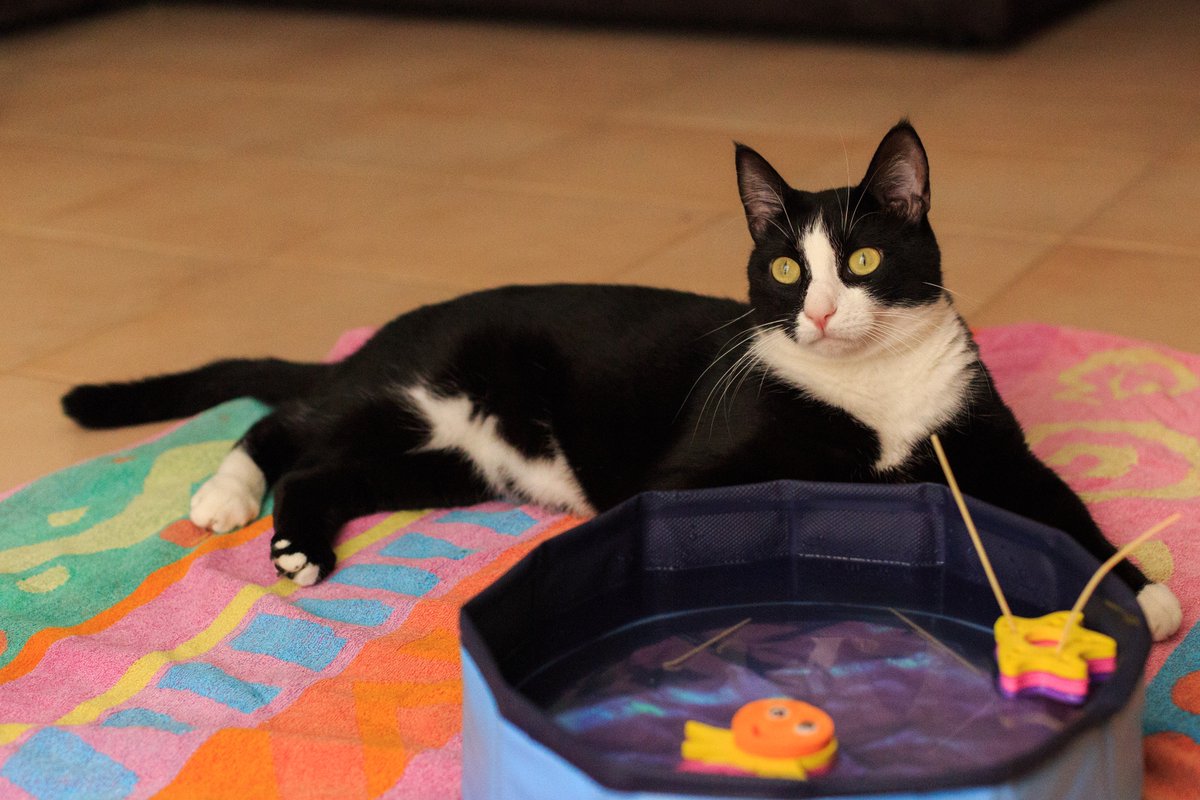 truekindhelpful's tweet image. The Spaghetti Fish is a cunning creature. To capture it, one must outfox (outfish?) it. One bides one's time and then, when the moment is right...ZAM! #fisharoofuzzie #paddlingpool #heatwave #CatsOfTwitter