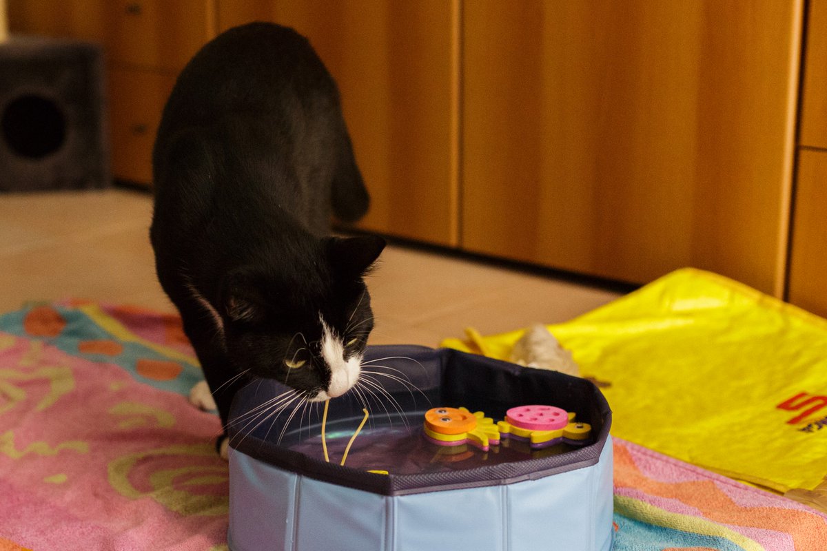 truekindhelpful's tweet image. The Spaghetti Fish is a cunning creature. To capture it, one must outfox (outfish?) it. One bides one's time and then, when the moment is right...ZAM! #fisharoofuzzie #paddlingpool #heatwave #CatsOfTwitter