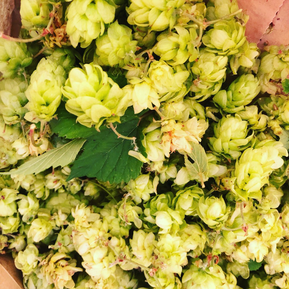 Tänään luvassa lähikylän humalan keräilyä. #mufloni #söörmarkku #freshop