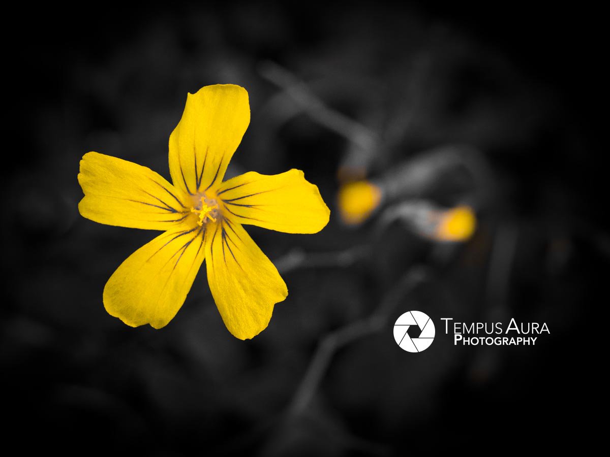 FromMTLwithLove's tweet photo. https://t.co/o5TAVye4qW
#flower #macro #nature #petals #closeup #flowers #plant #plants #summer #beautifulflower #botany #plant #tempusaura #photography
#perennialflower #perennialplant #plants #summer #perinialflower #fouroclock
@TempusAura
@TROLETTIPHOTO
@EugenieRobitail https://t.co/H1nVCrBmQ1