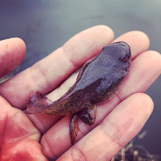 ট ইট র 松田悟志 かわいいやつ発見 カエル 直前 の おたまじゃくし T Co 1nenn2kcps ট ইট র