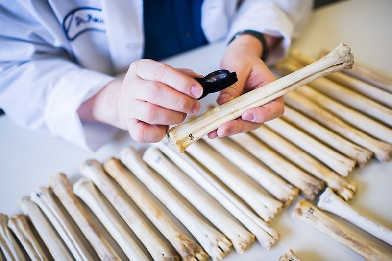 bone_reports's tweet image. #Bone Detective: So you can’t just #look at a bone and say it’s two years old. If you’re good, you can say it’s recent, but if you want to get closer than that, it’s hard to do.
bit.ly/2vlfR2N
Submission open for upcoming issue:
bone.imedpub.com