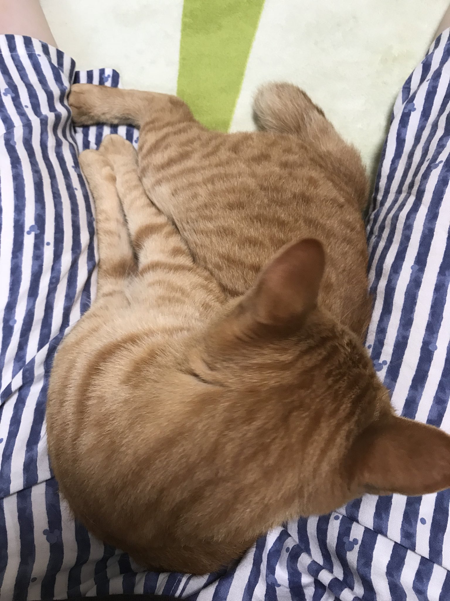 ふき ここしばらくの股の間で寝る猫 私の座る定位置があるんだけどここに来ると9割くらいの確率で股座に潜り込んで寝てしまう T Co T0neyhahis Twitter