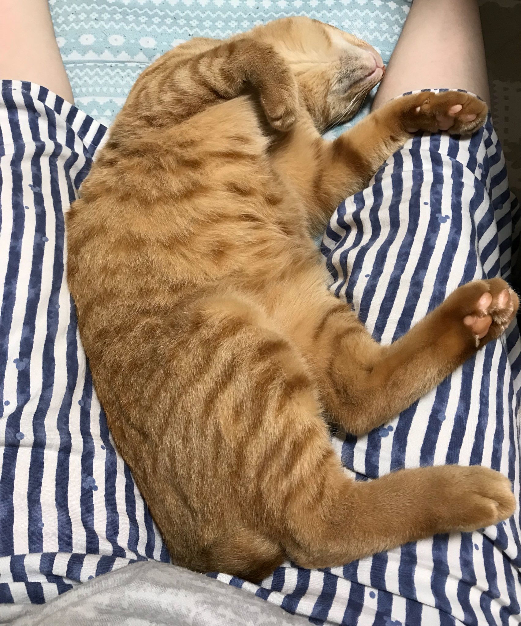 ふき ここしばらくの股の間で寝る猫 私の座る定位置があるんだけどここに来ると9割くらいの確率で股座に潜り込んで寝てしまう T Co T0neyhahis Twitter