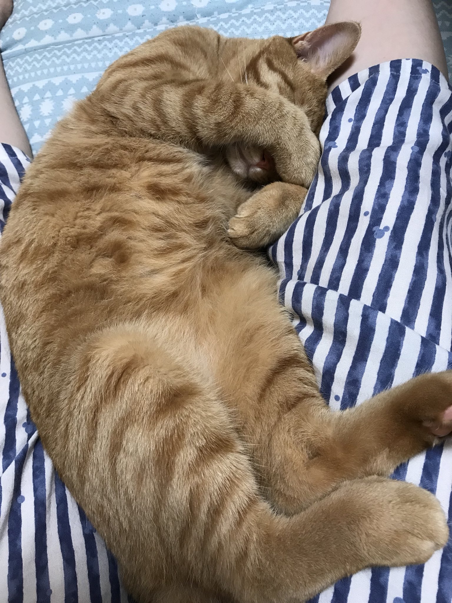 ふき ここしばらくの股の間で寝る猫 私の座る定位置があるんだけどここに来ると9割くらいの確率で股座に潜り込んで寝てしまう T Co T0neyhahis Twitter