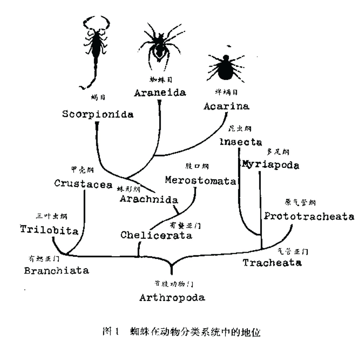 如月中天twitterissa 中国蜘蛛原色图鉴 蜘蛛不是昆虫 蜘蛛和昆虫都不在一个亚门 Til 相关知识已还给小学自然课老师 其实重点是我为什么会有这本书啊 T Co Ypsi4kbvsi Twitter