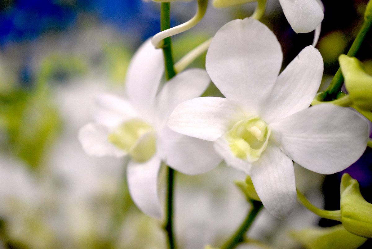 ThaiOrchidsExp's tweet photo. Hello everyone! How was your weekend?

More 👉 https://t.co/4ldU0ejnEj

#MondaysweetMonday #Flowerslovers #ThaiOrchidsExport #CutOrchids #Orchids #ImportThaiOrchids #ImportThailandOrchids #Freshcutorchids https://t.co/jl63KZDOfL