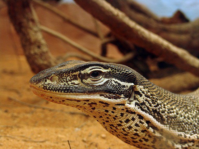 GoyangDigital's tweet photo. Argus Monitor Yang Bernama Latin Varanus Panoptes Hornii https://t.co/IN0ua5ZAWG https://t.co/rIIQJjJ1Kx