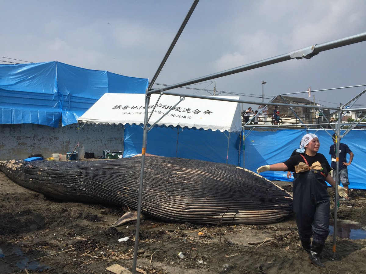 鎌倉に体長10メートル以上のシロナガスクジラが打ち上げられ海水浴客騒然 Togetter 鎌倉に体長10メートル以上のシロナガスクジラが打ち上げられ海水浴客騒然 Togetter