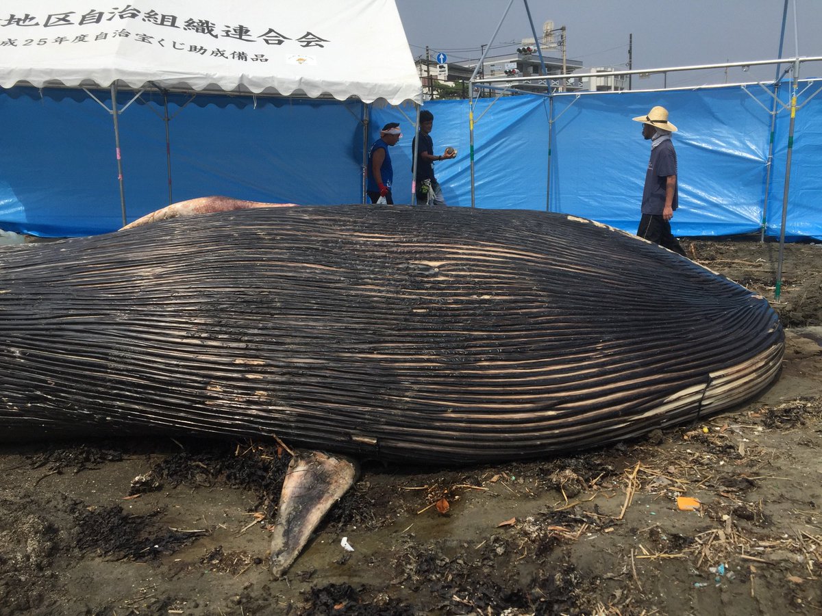 鎌倉に体長10メートル以上のシロナガスクジラが打ち上げられ海水浴客騒然 Togetter 鎌倉に体長10メートル以上のシロナガスクジラが打ち上げられ海水浴客騒然 Togetter