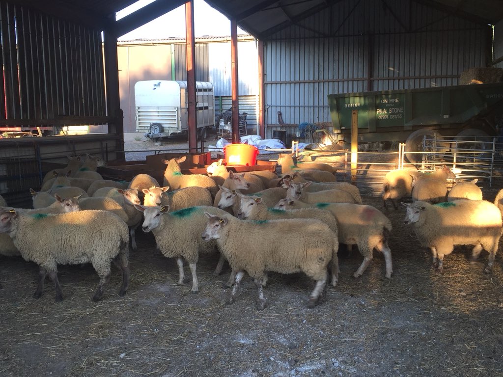 GelstonLamb's tweet photo. Few more ready for @DunbiaGroup was hoping to get them a bit bigger but considering the year and zero grass, best to get them away. Dogs unsure of the new mascot too! #sheep2018 #Sheep365 #farm365 #hotallready https://t.co/KAABO0Yqir