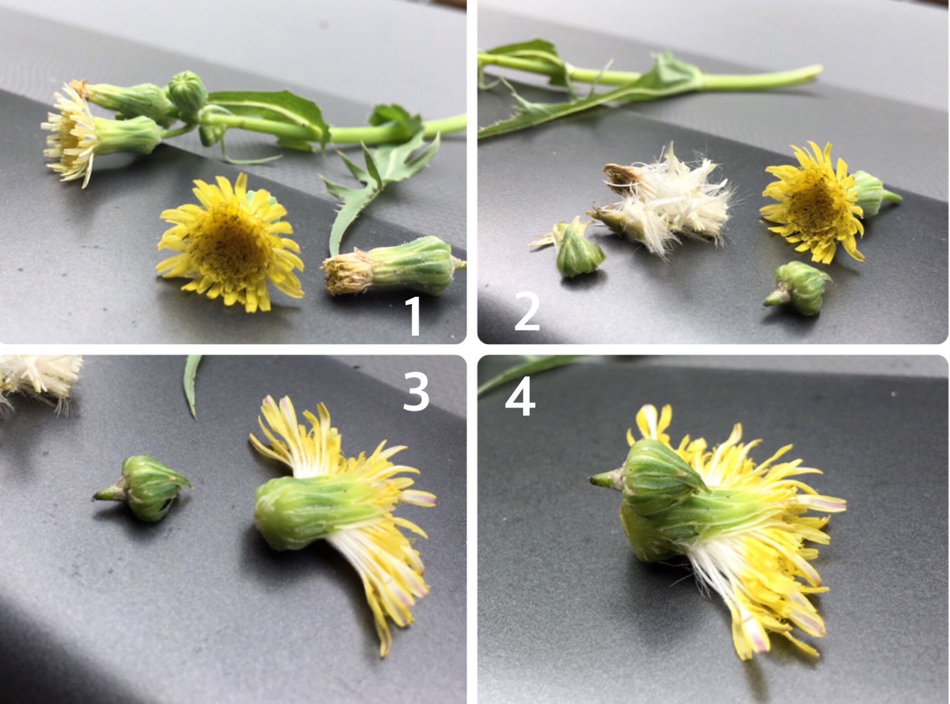 Inori ノゲシの小鳥です しょっちゅう作っています 今日もいい感じのノゲシがあったのでとりあえず作りました 花と花後の綿毛になる前のものを一つずつ使います T Co Wiybffwgz4 Twitter Inori ノゲシの小鳥です しょっちゅう作っています 今日もいい感じのノゲシがあったのでとりあえず作りました 花と花後の綿毛になる前のものを一つずつ使います T Co Wiybffwgz4 Twitter