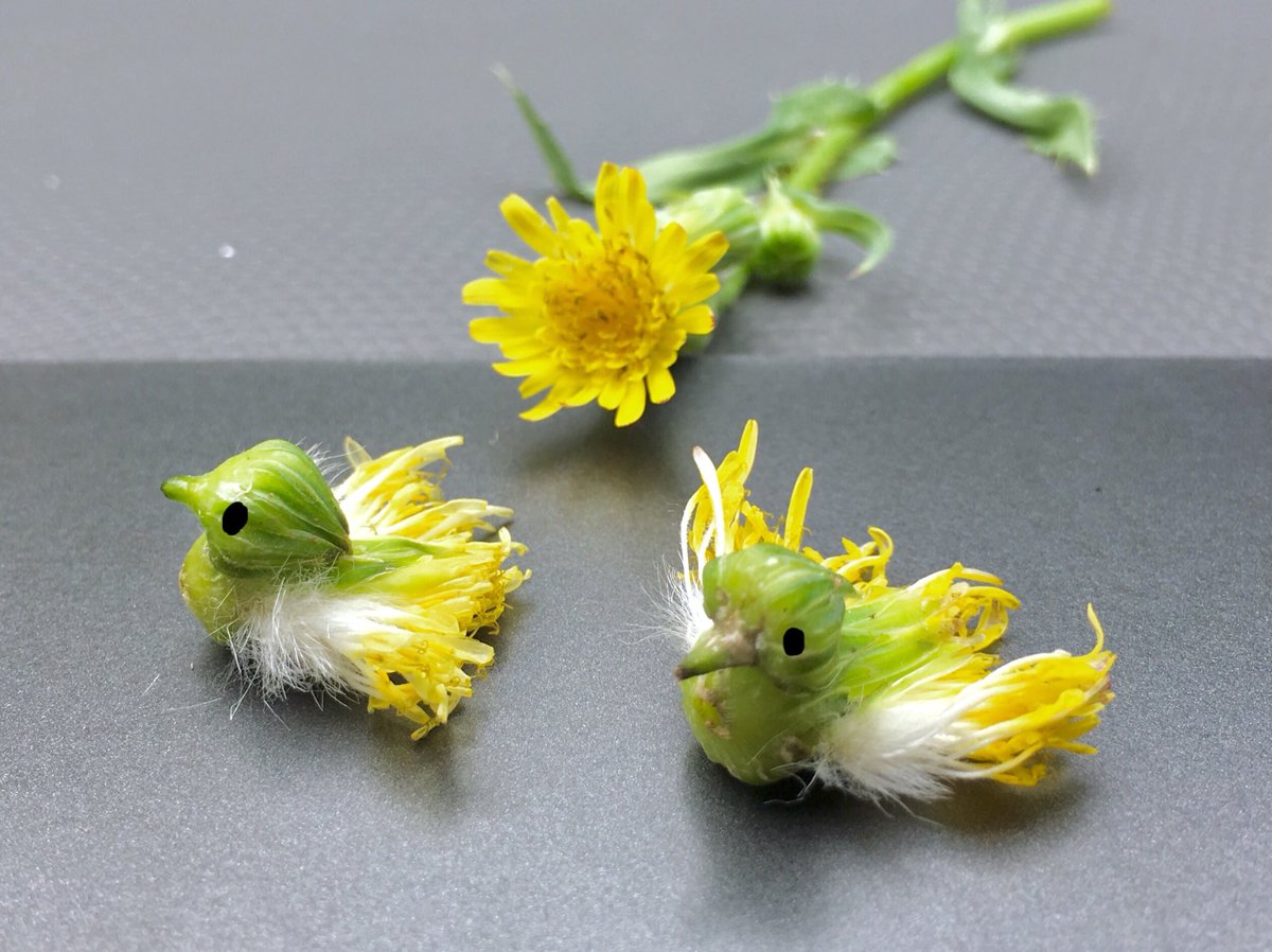 Inori ノゲシの小鳥です しょっちゅう作っています 今日もいい感じのノゲシがあったのでとりあえず作りました 花と花 後の綿毛になる前のものを一つずつ使います