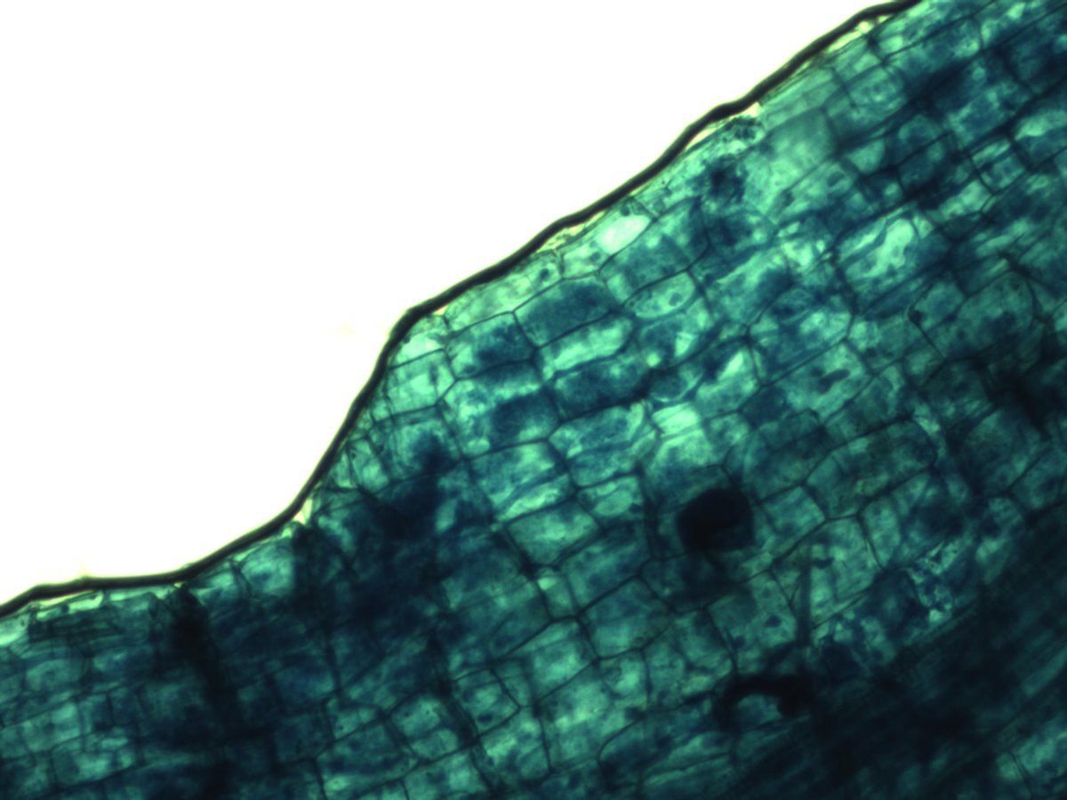 MaxymReva's tweet photo. #Arbúsculos, hifas y esporas de #micorriza #arbuscular en una raíz de #tomate tratado con #MYCOGEL (400, 100, 40X). #WeDoBio
#Arbuscules, hyphae and spores of arbuscular #mycorrhiza in a #tomato #root treated with MYCOGEL (400, 100, 40X). #RockYourCrops @KimitecGroup https://t.co/SJHX60fepo