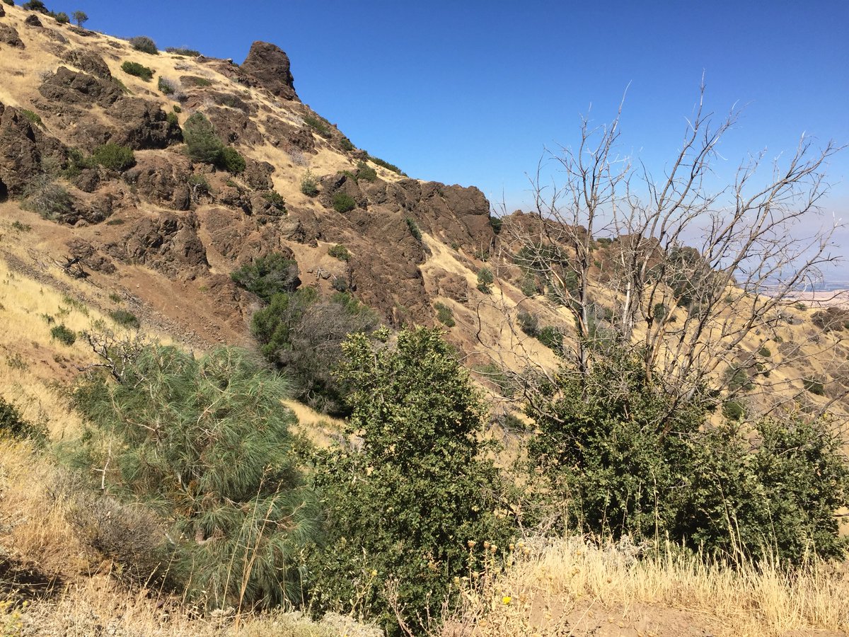Mount Diablo ecosystem 5 years after wildfires #morganfire04 #wildfires #nerdsfornature