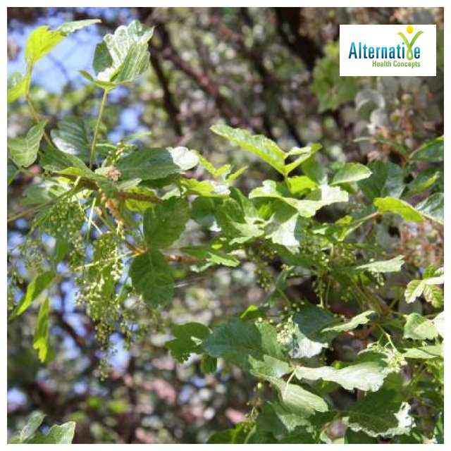 AHC_4Health's tweet image. Natural Methods which Help to Reduce Allergy Symptoms

The best way to spend the bright, sunny, beautiful days is to spend them out in nature. 

alternative-health-concepts.com/natural-method…

#bioidentical #bodyhealth #healthcareproblems #superfoods #weightloss #dailydiet