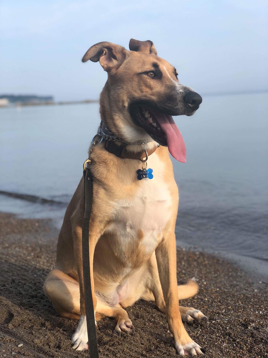 CLEDOGmag's tweet photo. Penny is staying cool on this hot Monday by staying near the water! ๐ถโ๏ธ๐ฆ
#HuntingtonBeach #WaterDog #StayCool #HotDogsArentCool #SunscreenForDogs #HotMonday https://t.co/8NOsB9o4Qb